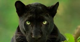 Panther