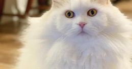 Fluffy