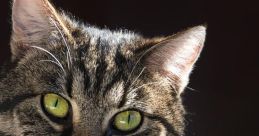 Pisica The first one may hear when thinking of Pisica is the familiar "Miau" or "Meow" that a cat makes. This iconic is