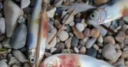 Dead Alewives
