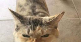 Cat Scream
