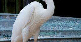 That Bird