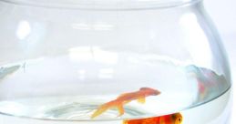 Be A Fish