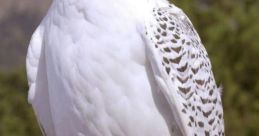 Halcones