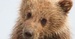 Cub