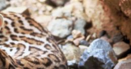 Ocelot