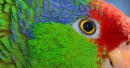 Birds Eye Advert