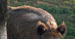 Jabali
