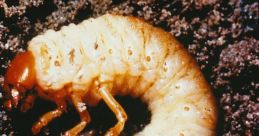 Grub