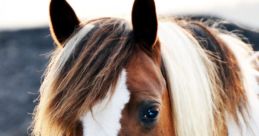 Caballo