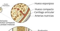 Hueso