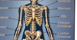 The Bones
