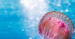 Jellyfish