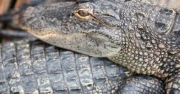 Gator