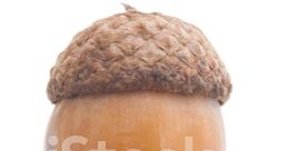 Acorn
