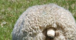 Sheepsbutt