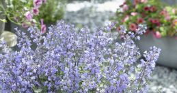 Nepeta