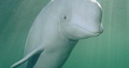 Beluga