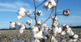 Cotton
