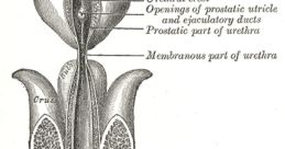 Penis