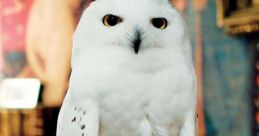 Hedwig