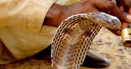 A Snake