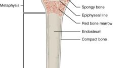 Bone