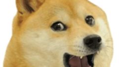 Laughing dog meme featuring a Shiba Inu with a cheerful expression, perfect for humor and internet culture.