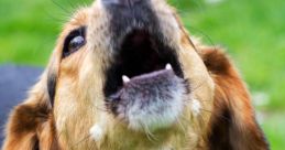 Dog Bark