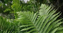 Bracken