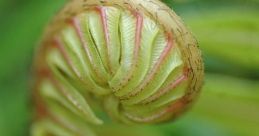 New Leaf