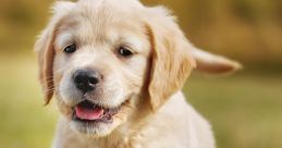Cachorro