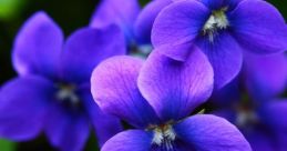 Violet