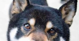 Inu Inu