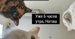 Вставай