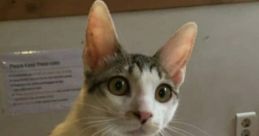 Meme Lucu