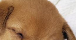 Perro