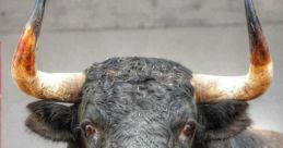 Toro
