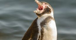 Bird Scream