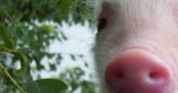 Piggies The first that we encounter is "Bad Piggies Ross Fear 4." This is full of tension and apprehension, as if