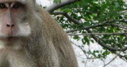 Macaque