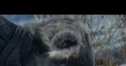A snowy scene featuring a wolf sniffing the ground, evoking themes from Compare the Meerkat.com adverts.
