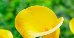 Calla