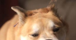 Dog Growling