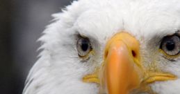 Aguila
