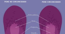Pene