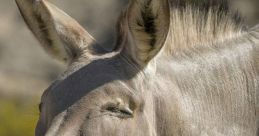 Donkey Laugh