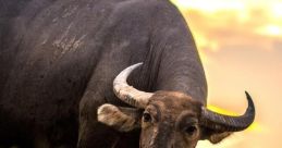 Dreamy Bull