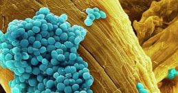 Bacteria