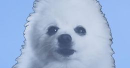 Gabe The Dog